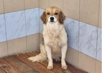 Quartu Sant’Elena: via libera all’adozione di 60 cani cresciuti a Santu Lianu