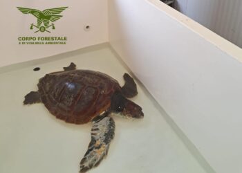 Aumentano le tartarughe soccorse nel mare dell’Ogliastra