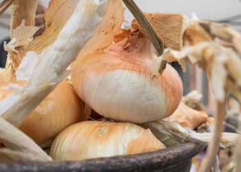 Banari celebra la sua regina: due giorni di festa per la Cipolla Dorata