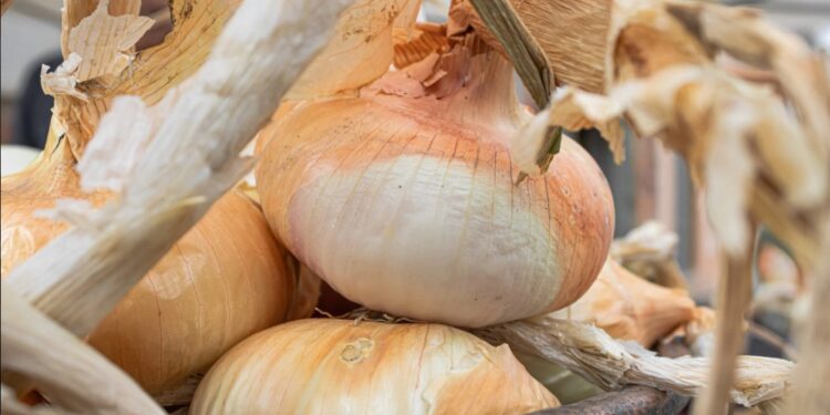 Banari celebra la sua regina: due giorni di festa per la Cipolla Dorata