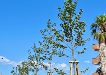 Il comune di Alghero investe in nuove piantumazioni