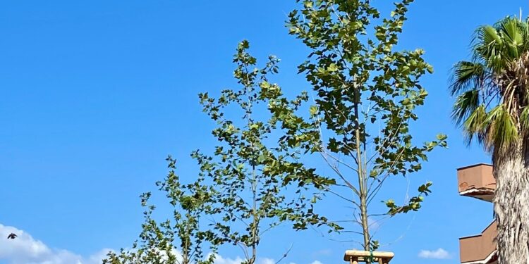 Il comune di Alghero investe in nuove piantumazioni