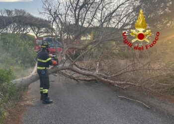 Arborea: cade un albero sulla strada 18 ovest