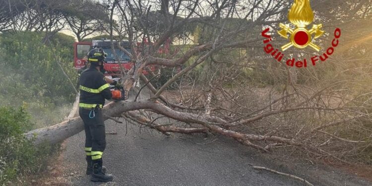 Arborea: cade un albero sulla strada 18 ovest