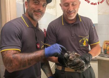 Ittiri: gattino appena nato cade su un pluviale, salvato dai vigili del fuoco