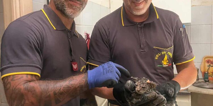 Ittiri: gattino appena nato cade su un pluviale, salvato dai vigili del fuoco