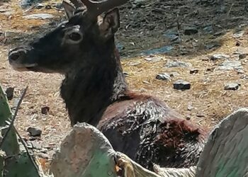 Non ce l’ha fatta un cervo sardo ferito da un bracconiere