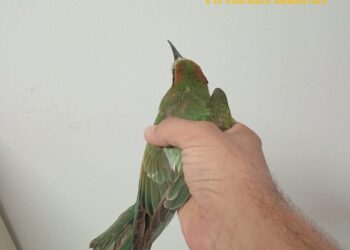 Villanova Truschedu: salvato un gruccione in difficoltà