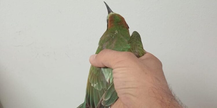 Villanova Truschedu: salvato un gruccione in difficoltà