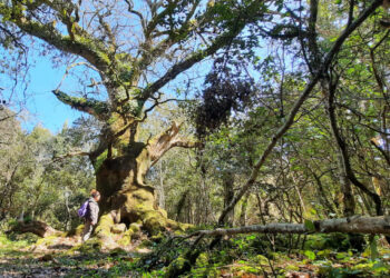 Riflessioni agostane su sviluppo socio-culturale a Illorai, senso di paesitudine e riscatto dell’internità nella valorizzazione della biodidersità e grandi alberi