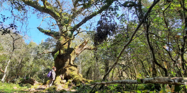 Riflessioni agostane su sviluppo socio-culturale a Illorai, senso di paesitudine e riscatto dell’internità nella valorizzazione della biodidersità e grandi alberi