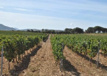 Al via il 2° “Stintino Wine Festival”