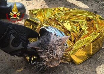 I vigili del fuoco di Cagliari hanno soccorso un gattino in difficoltà caduto nelle acque di un piccolo vascone