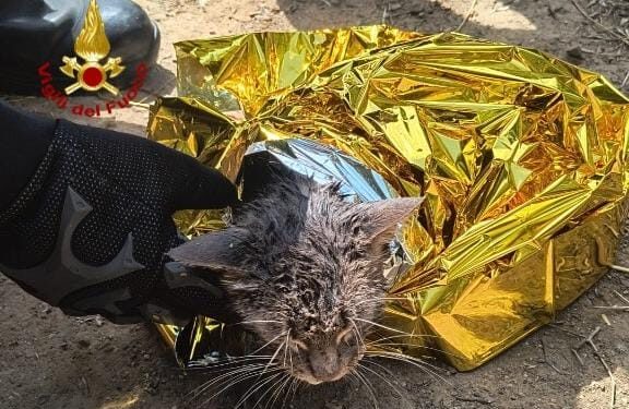 I vigili del fuoco di Cagliari hanno soccorso un gattino in difficoltà caduto nelle acque di un piccolo vascone