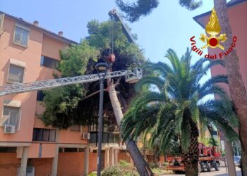 Assemini: cade un albero su una palazzina di quattro piani