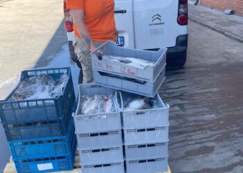 Lotta allo spreco alimentare: cento chili di pesce sequestrato donato dalla Asl di Oristano al Banco alimentare