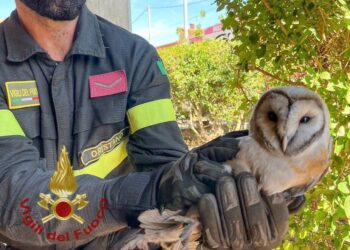 Baressa: soccorso un barbagianni