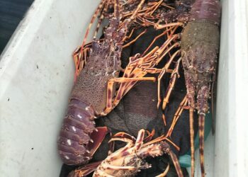 Operazione antibracconaggio ittico a Villaputzu, sequestrati aragoste e tritoni