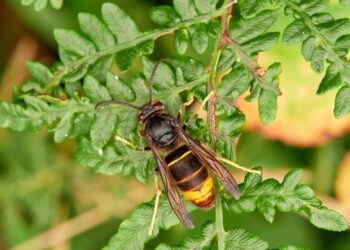 Vespa velutina, nessun allarmismo: la Regione Sardegna attiva monitoraggio e prevenzione per proteggere api, biodiversità e cittadini