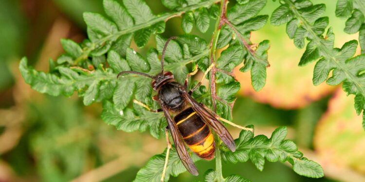 Vespa velutina, nessun allarmismo: la Regione Sardegna attiva monitoraggio e prevenzione per proteggere api, biodiversità e cittadini