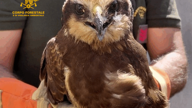 Siapiccia: salvato un Falco di Palude