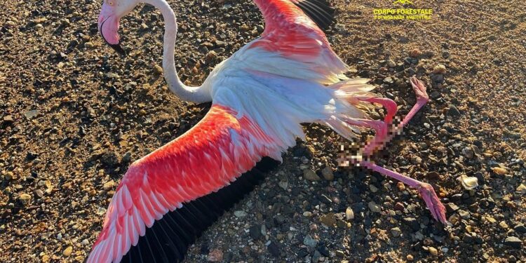 Cagliari: recuperati un fenicottero ferito e libera due esemplari di Tarabusino e Falco pecchiaiolo a Santa Gilla