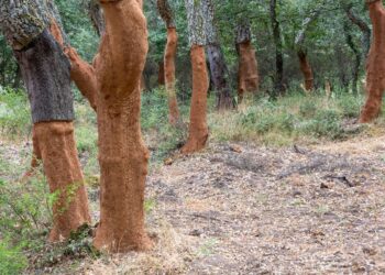 Sugherete: 30 mila ettari da difendere, la Giunta regionale rinnova lo stato di emergenza fitosanitaria contro i lepidotteri defogliatori