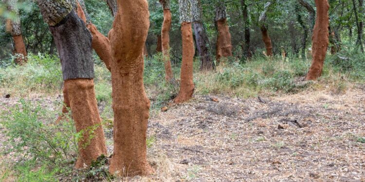 Sugherete: 30 mila ettari da difendere, la Giunta regionale rinnova lo stato di emergenza fitosanitaria contro i lepidotteri defogliatori