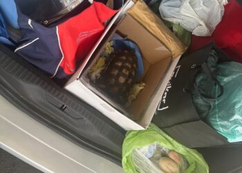 Sequestrate una tartaruga e pietre al porto di Olbia