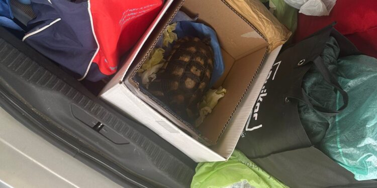 Sequestrate una tartaruga e pietre al porto di Olbia