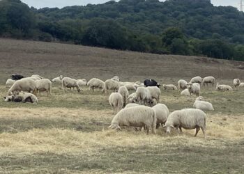 Centro Studi Agricoli: «Una riduzione di 10/15 centesimi al litro del latte ovino produrrà una perdita secca di 30-40 milioni di euro nelle tasche dei pastori sardi»