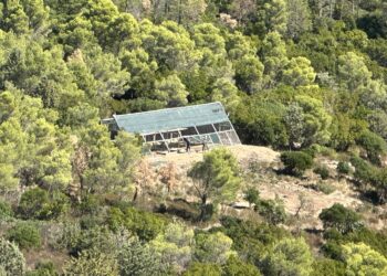 Villasalto: liberati sette grifoni