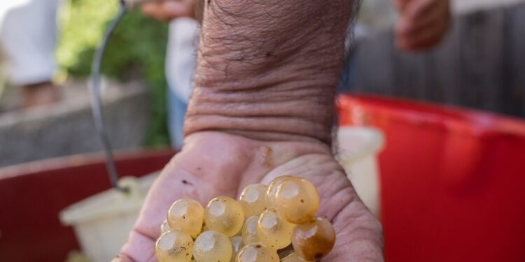 Solarussa: è tutto pronto per l’evento “Vernaccia e Tradizione”