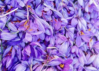 Dal 1 al 16 novembre ritorna il Festival Strade dello Zafferano di Sardegna DOP 2025