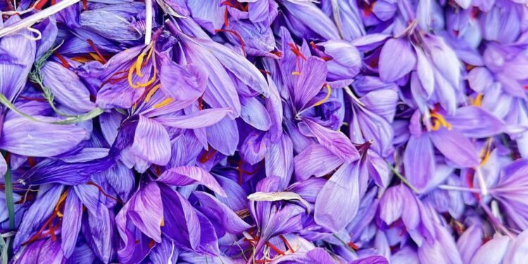 Dal 1 al 16 novembre ritorna il Festival Strade dello Zafferano di Sardegna DOP 2025