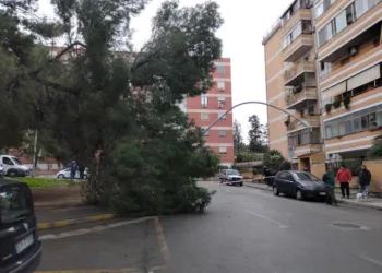 Stamane un albero di grosse dimensioni è caduto sopra un palo della luce in via Montegrappa, a Cagliari, nessun danno alle persone