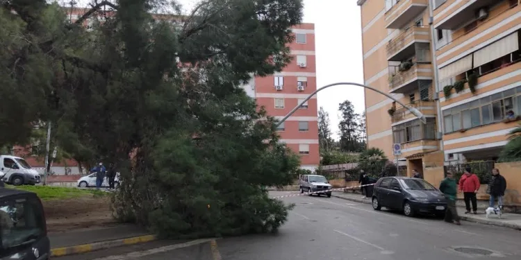Stamane un albero di grosse dimensioni è caduto sopra un palo della luce in via Montegrappa, a Cagliari, nessun danno alle persone