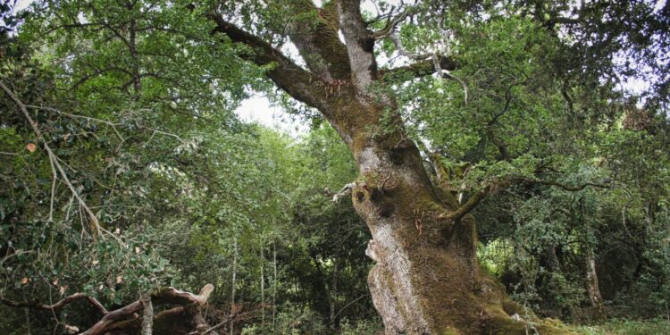 A Illorai passeggiata letteraria con il poeta Tiziano Fratus, il letterato Bernardo De Muro e il botanico Ignazio Camarda