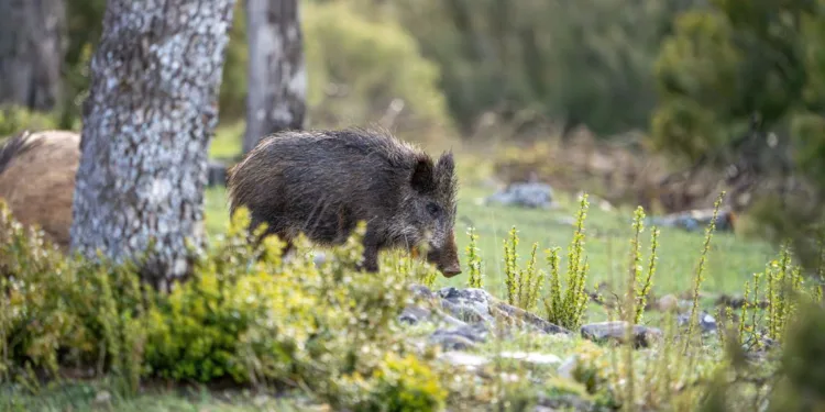 Fauna selvatica: stanziati i contributi ai comuni più colpiti dai sinistri stradali per interventi sperimentali di riduzione del rischio