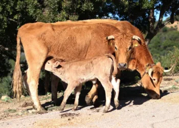 Dermatite bovina, revoca della zona di ulteriore restrizione dall’UE