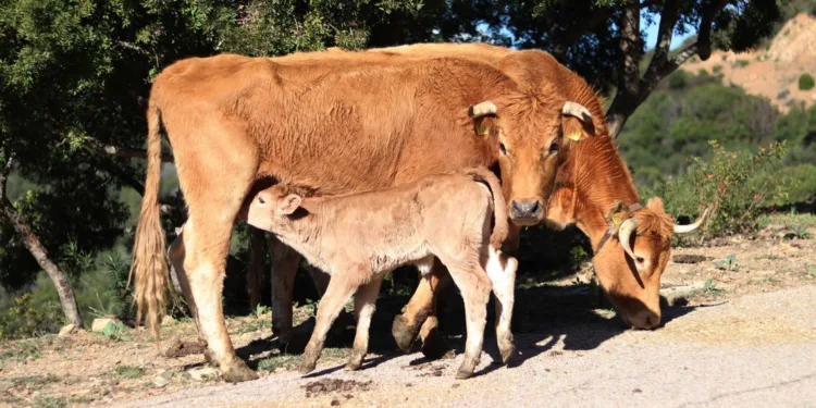 Dermatite bovina, revoca della zona di ulteriore restrizione dall’UE
