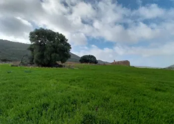 Castelsardo entra nella “Rete Sarda degli Alberi Monumentali”