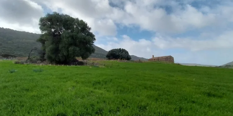 Castelsardo entra nella “Rete Sarda degli Alberi Monumentali”