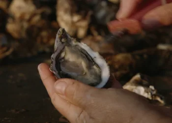 Ostriche di Sardegna, un’eccellenza di sapori tutta da raccontare e conoscere