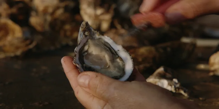 Ostriche di Sardegna, un’eccellenza di sapori tutta da raccontare e conoscere