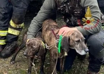 Villasalto: soccorsi due cani da caccia scivolati in un dirupo a 40 metri di profondità