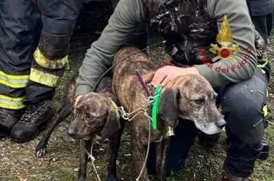 Villasalto: soccorsi due cani da caccia scivolati in un dirupo a 40 metri di profondità