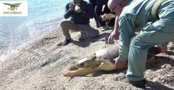 Interventi del Corpo Forestale a Berchidda, Assemini, Sinnai, Gairo, oristanese, Gallura, Guspini, Cagliari, Sinis, Osini e Sant’Antioco