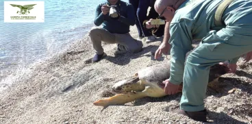 Interventi del Corpo Forestale a Berchidda, Assemini, Sinnai, Gairo, oristanese, Gallura, Guspini, Cagliari, Sinis, Osini e Sant’Antioco