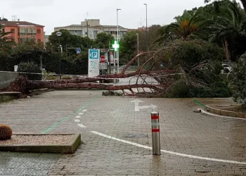 Un albero di grando dimensioni è caduto davanti al centro commerciale dei Mulini di Su Planu, a Selargius